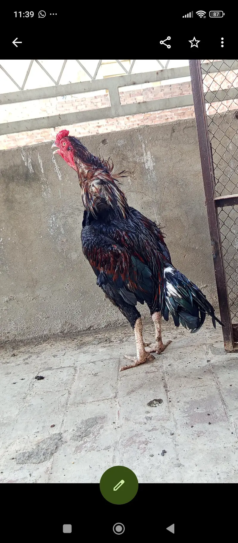 mash Allah healthy and active for sale — photo 2