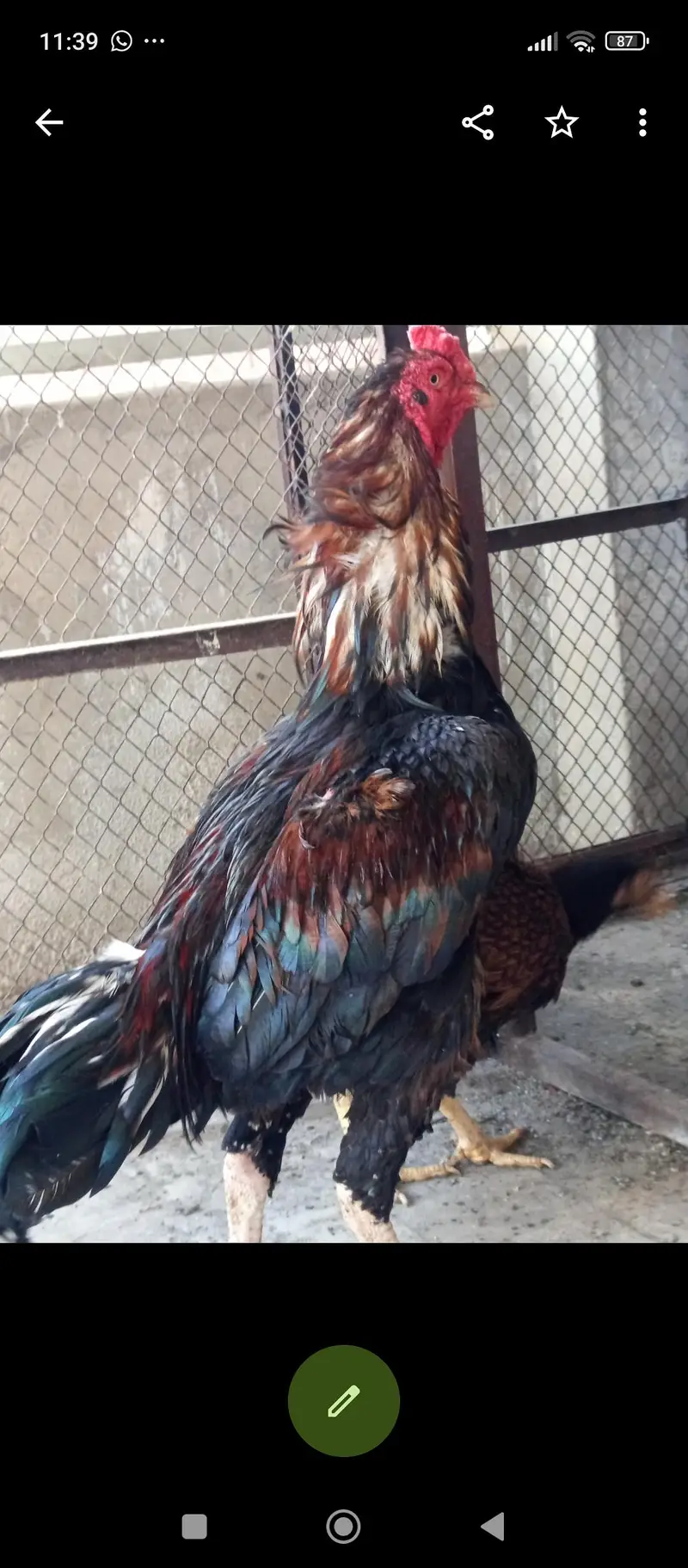 mash Allah healthy and active for sale — photo 3