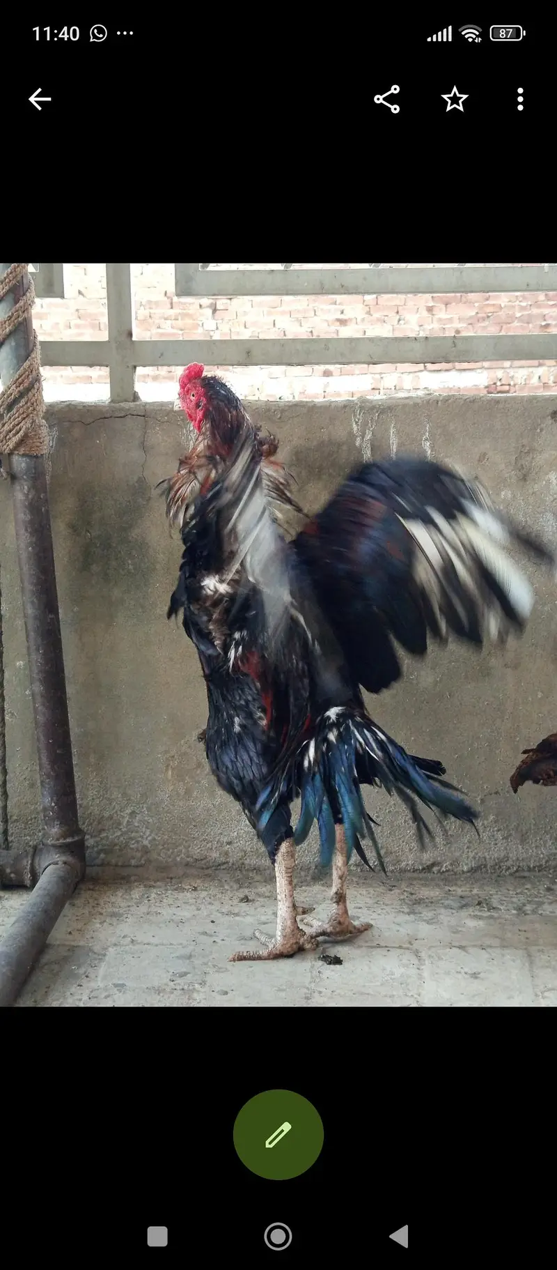 mash Allah healthy and active for sale — photo 4