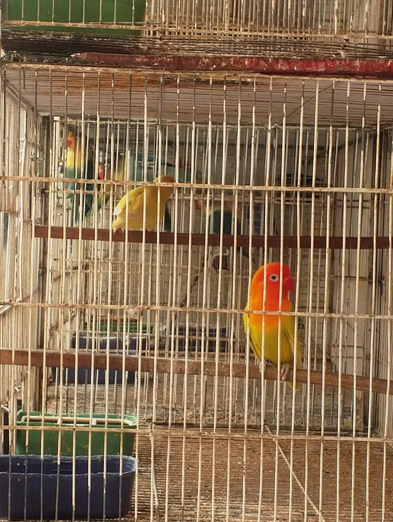 Lotino opline — photo 2