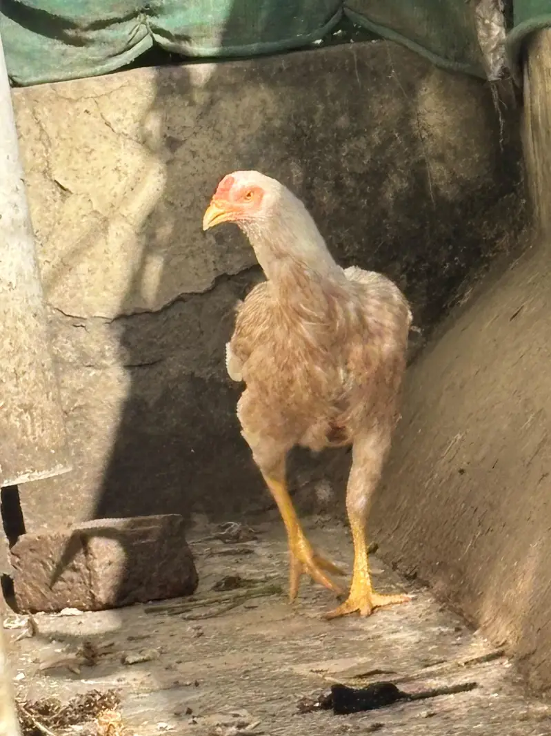 aseel hera murgi — photo 2