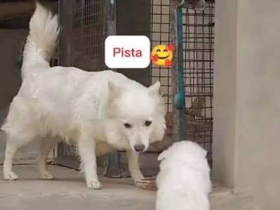 pista dog