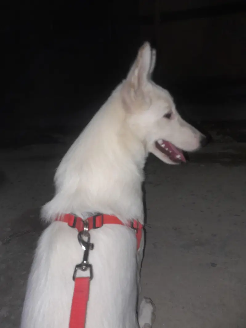 pista dog — photo 2