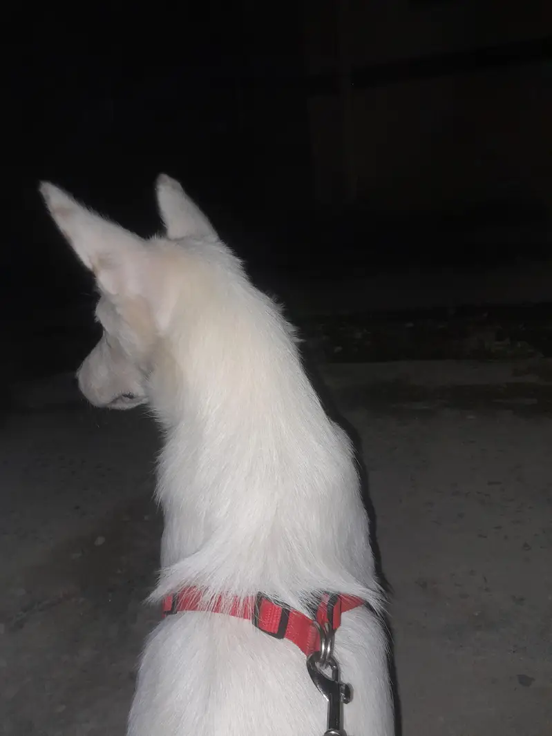 pista dog — photo 3
