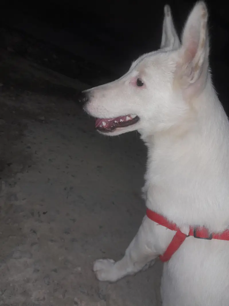 pista dog — photo 4