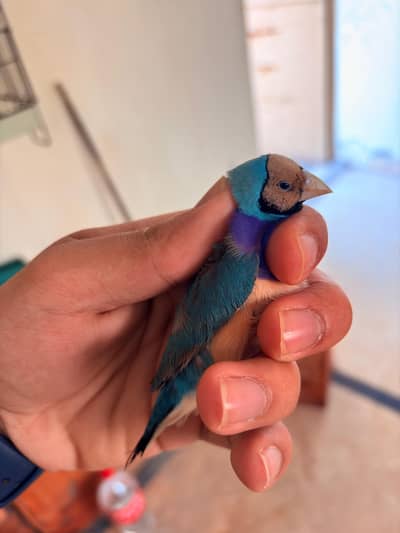 Blue Gouldians Available