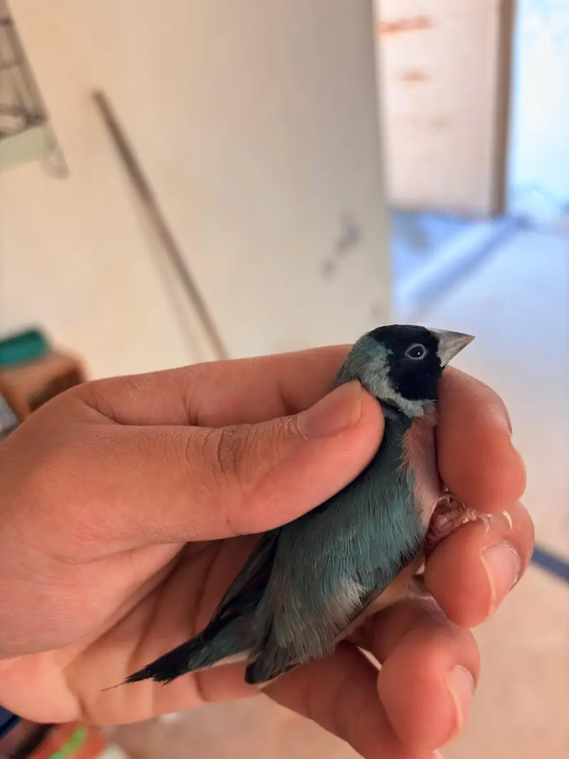 Blue Gouldians Available — photo 2