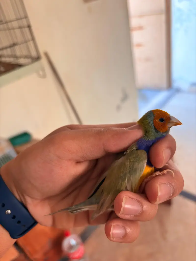 Blue Gouldians Available — photo 3