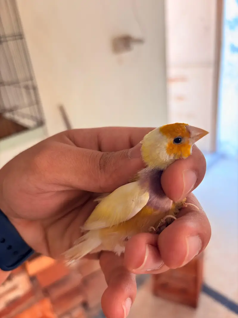 Blue Gouldians Available — photo 4
