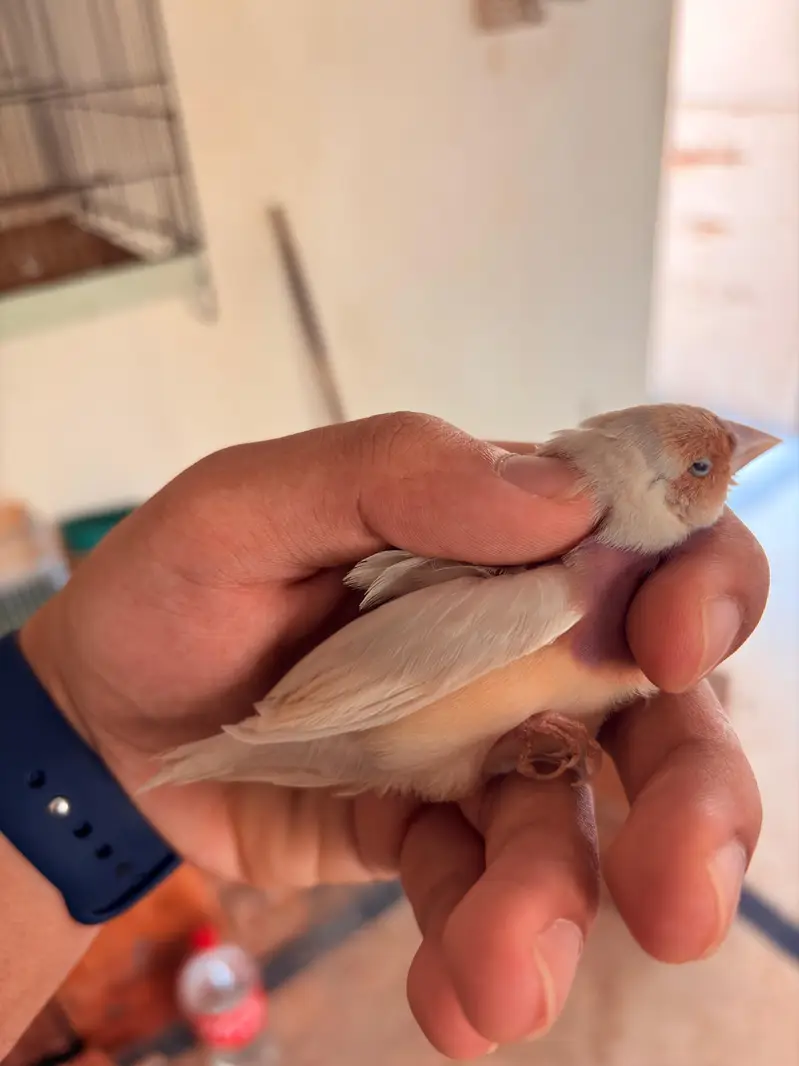 Blue Gouldians Available — photo 5