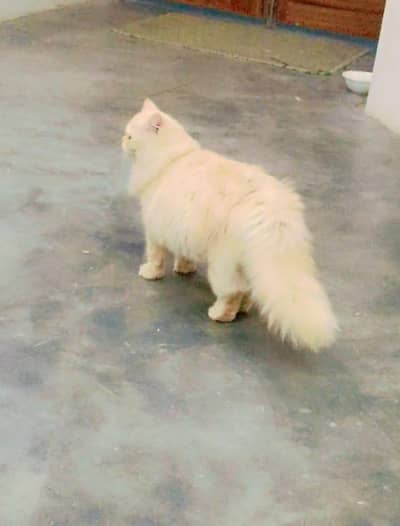 A Persian Mix Long Soft For Cat