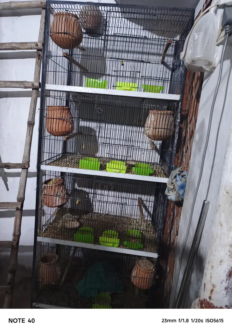 four portion bird cage. two cagee