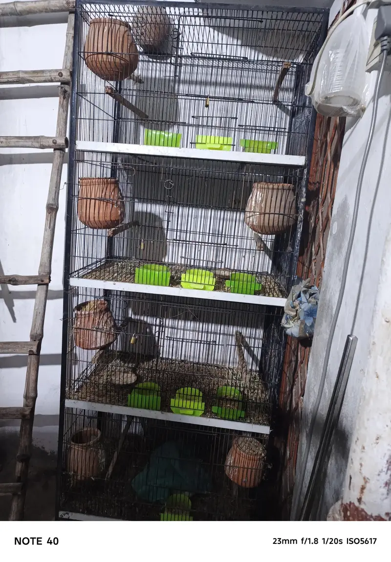 four portion bird cage. two cagee — photo 2