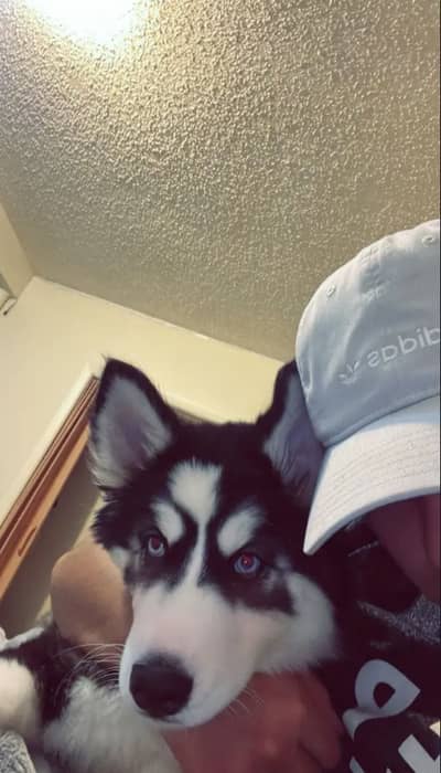 Siberian husky