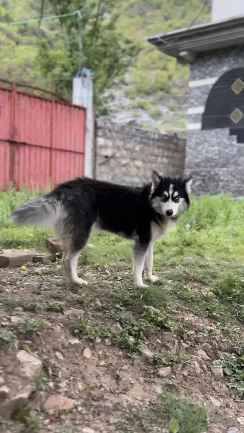 Siberian husky — photo 9
