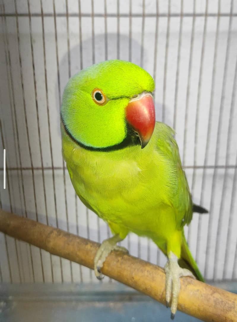 talking parrot 0