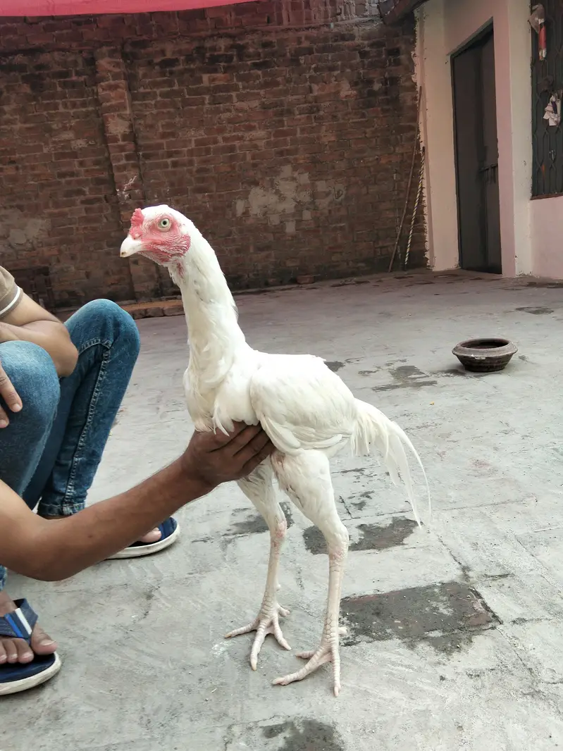 Assel Murgay available ha please description read kar ke message kary — photo 2