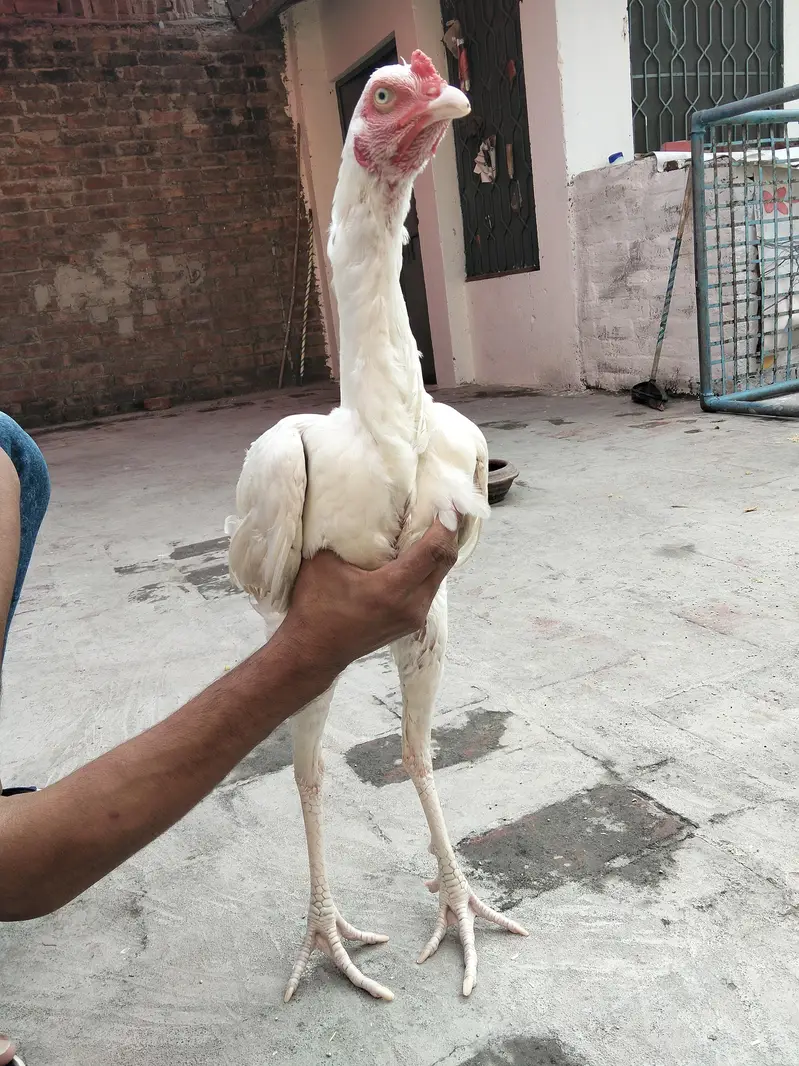Assel Murgay available ha please description read kar ke message kary — photo 3