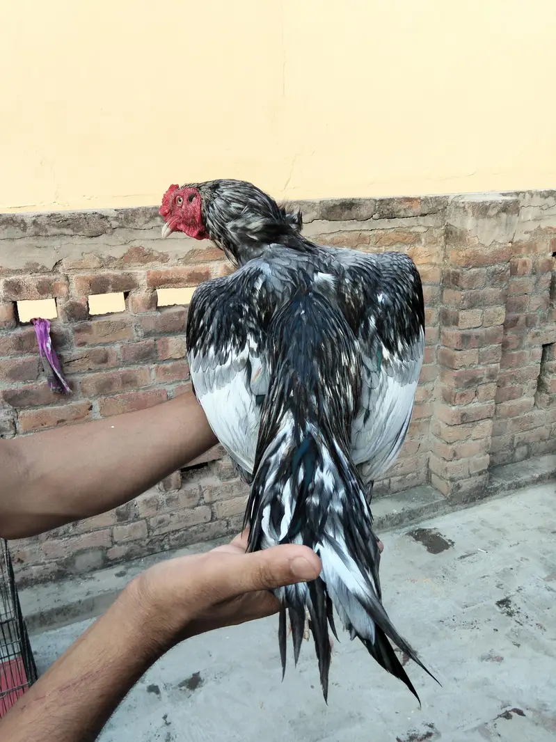 Assel Murgay available ha please description read kar ke message kary — photo 5