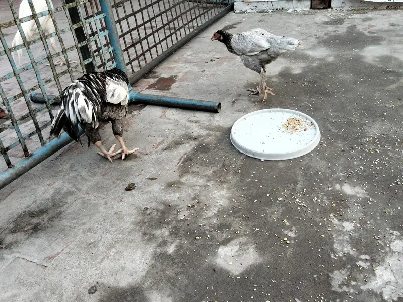 Assel Murgay available ha please description read kar ke message kary — photo 7