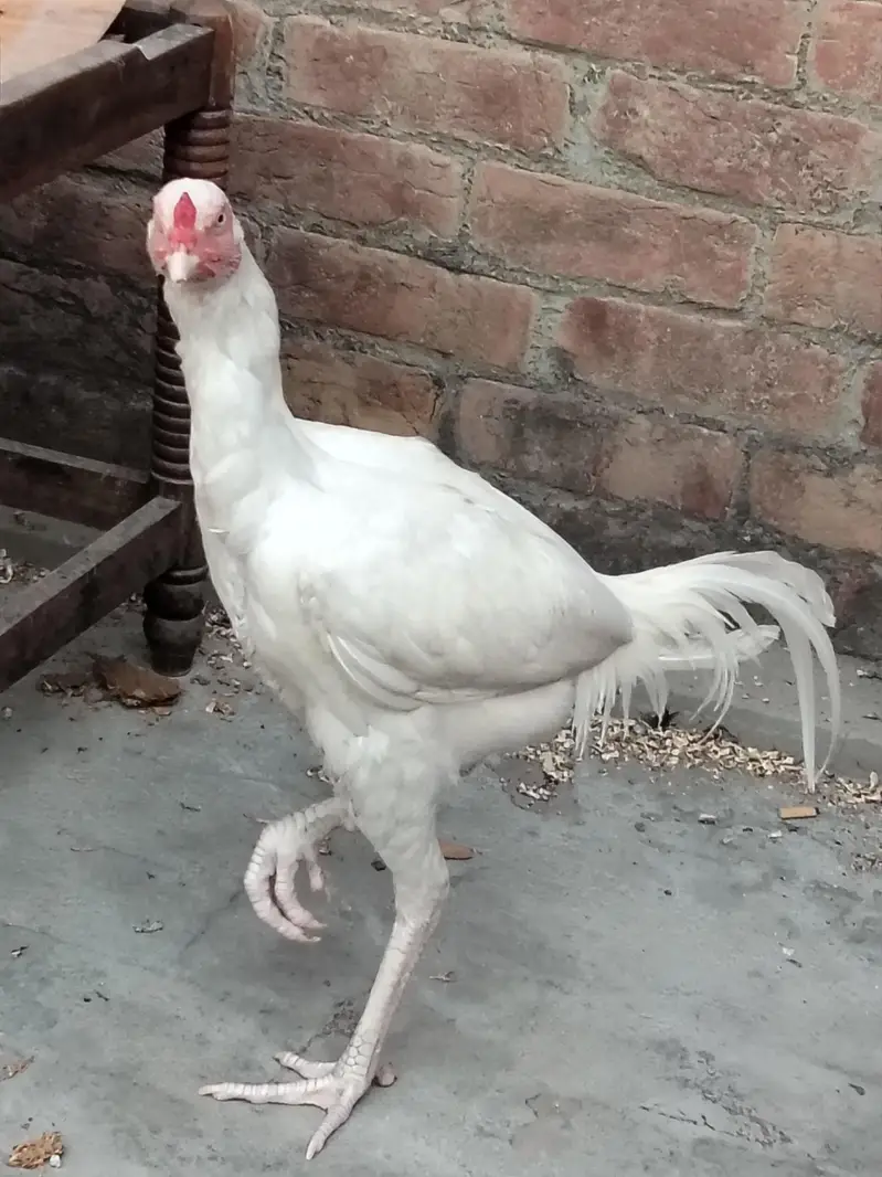 Assel Murgay available ha please description read kar ke message kary — photo 10