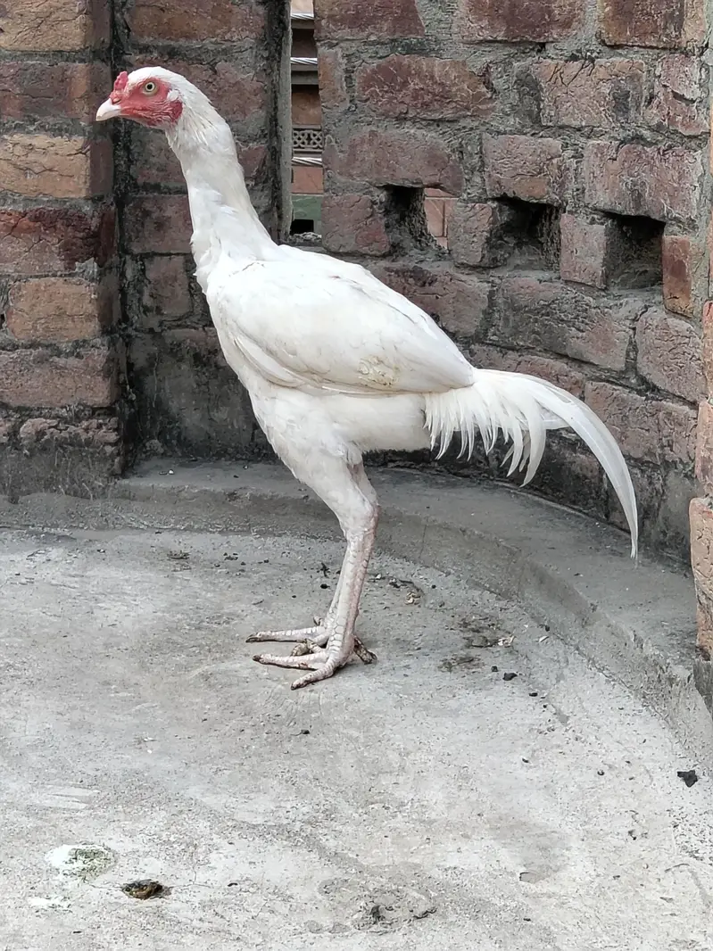 Assel Murgay available ha please description read kar ke message kary — photo 12