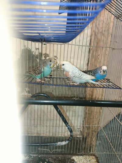 Australian parrots budgies