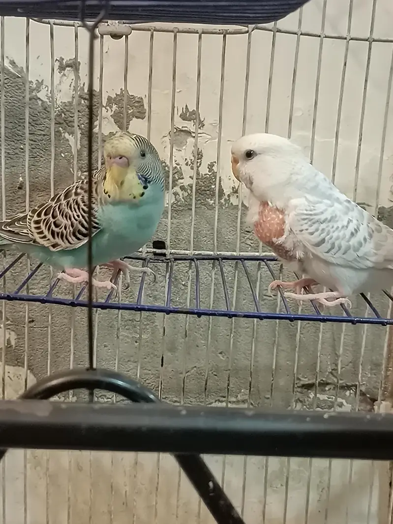 Australian parrots budgies — photo 2