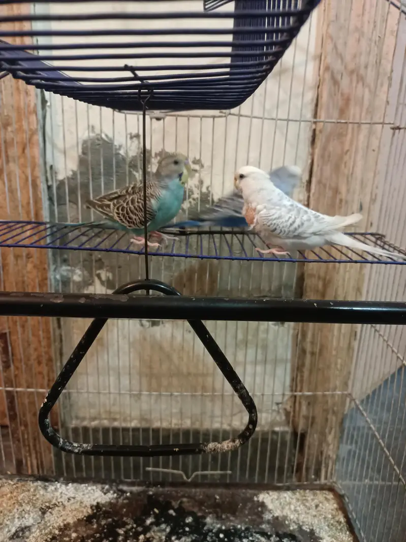 Australian parrots budgies — photo 3
