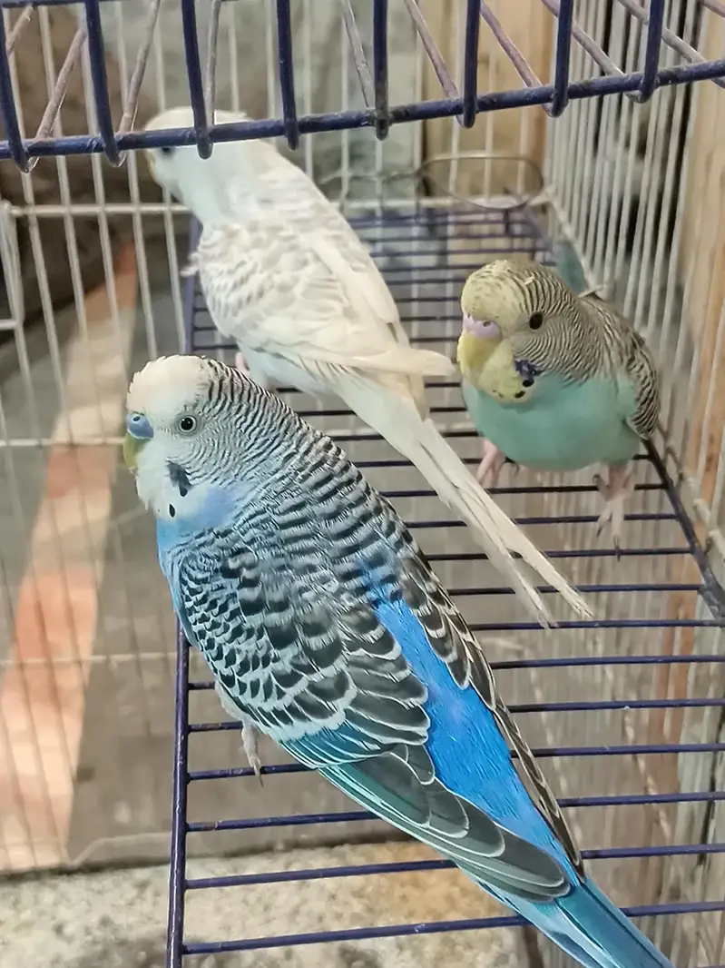 Australian parrots budgies — photo 4