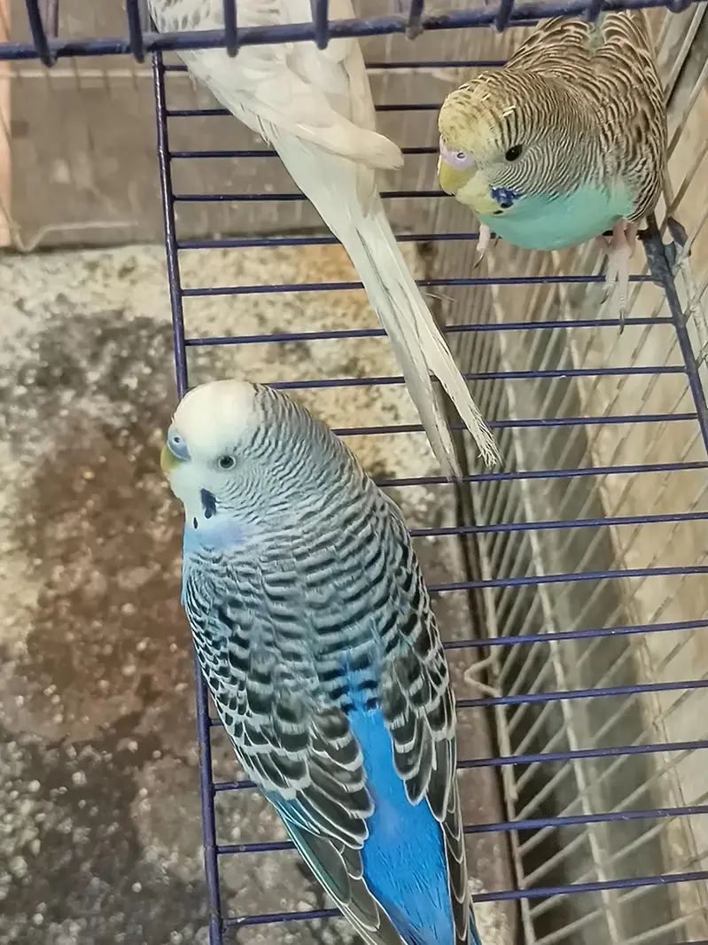 Australian parrots budgies — photo 5