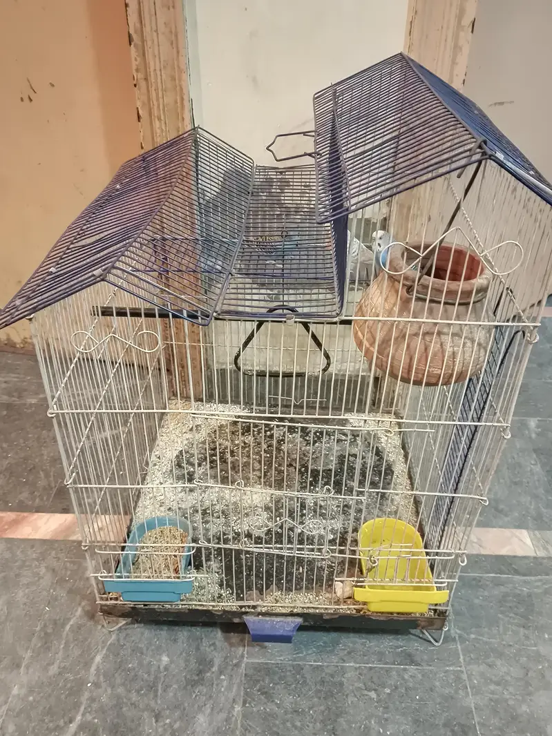 Australian parrots budgies — photo 6