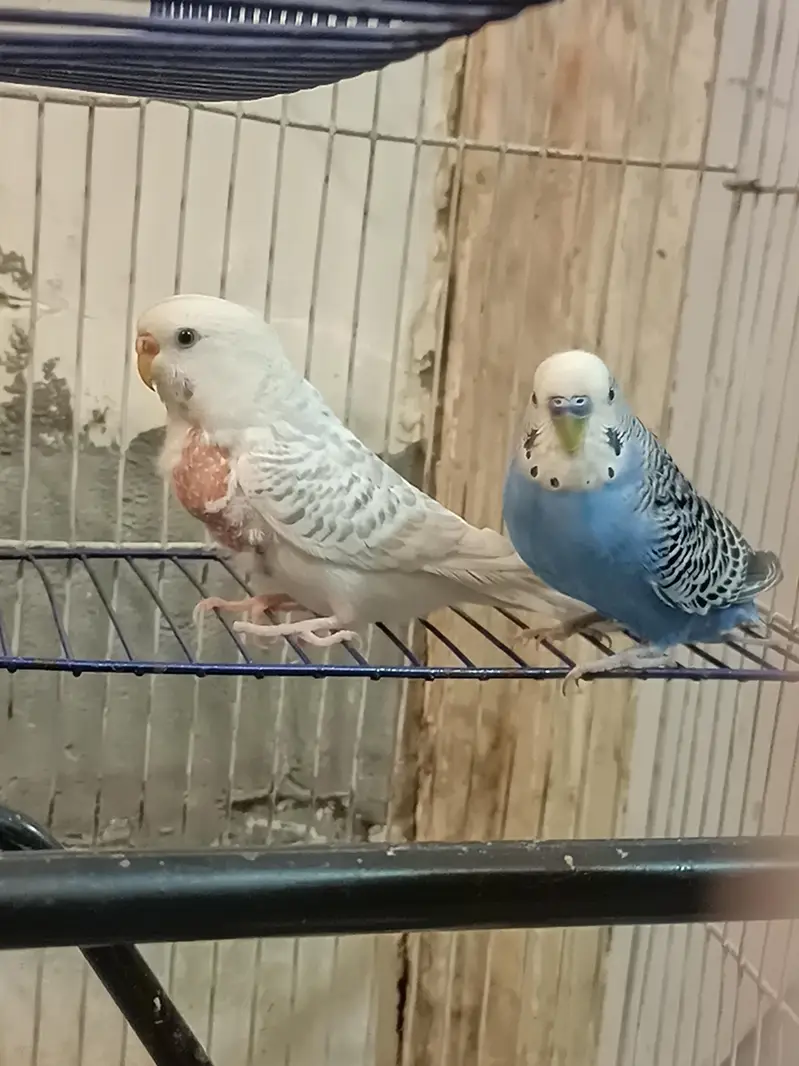Australian parrots budgies — photo 8