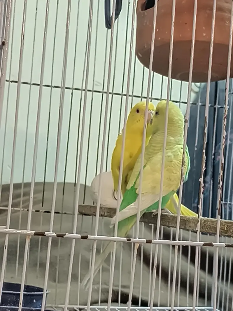 Australian parrots budgies — photo 9