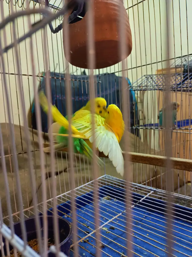 Australian parrots budgies — photo 10