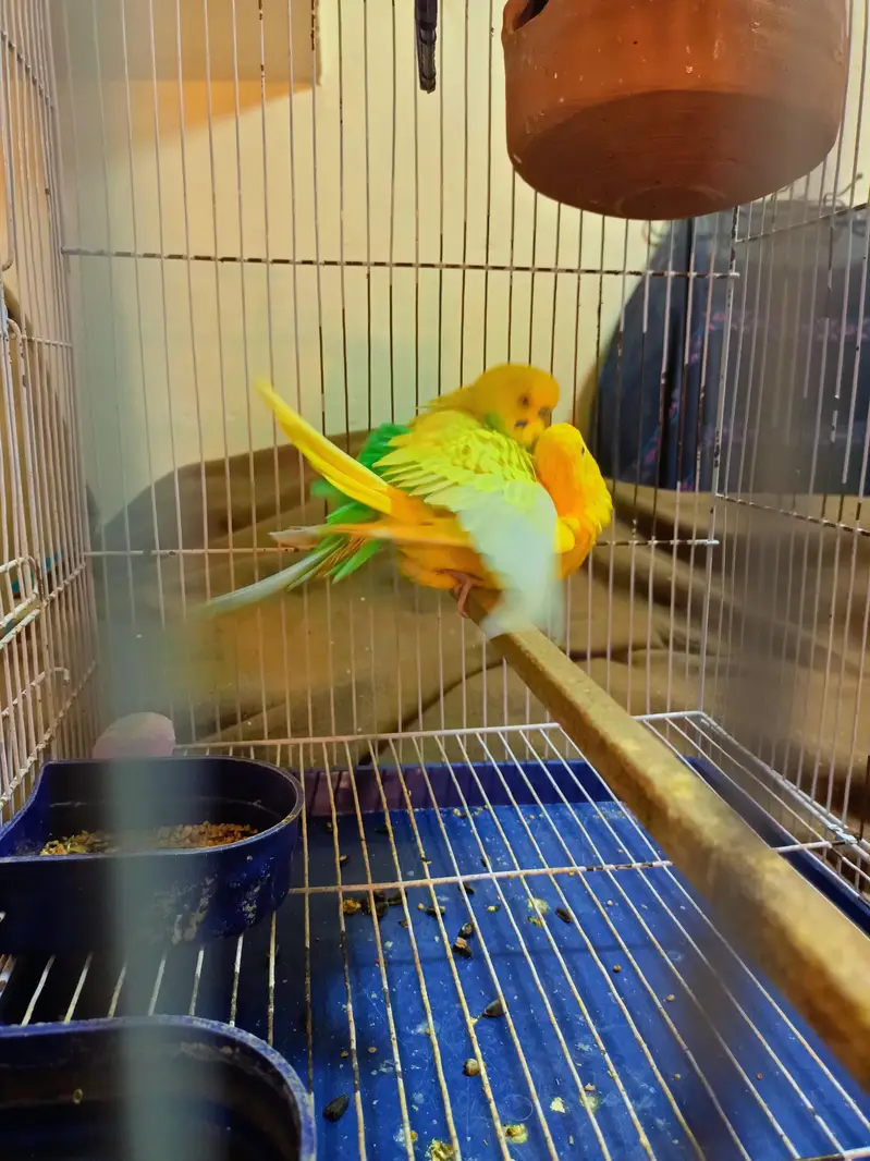 Australian parrots budgies — photo 11