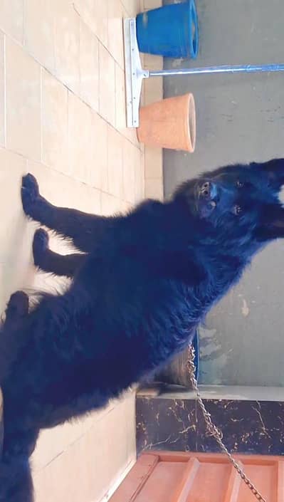 Black German Shepherd Pedigree Male
