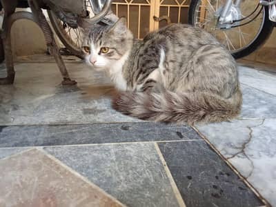 cat for sale