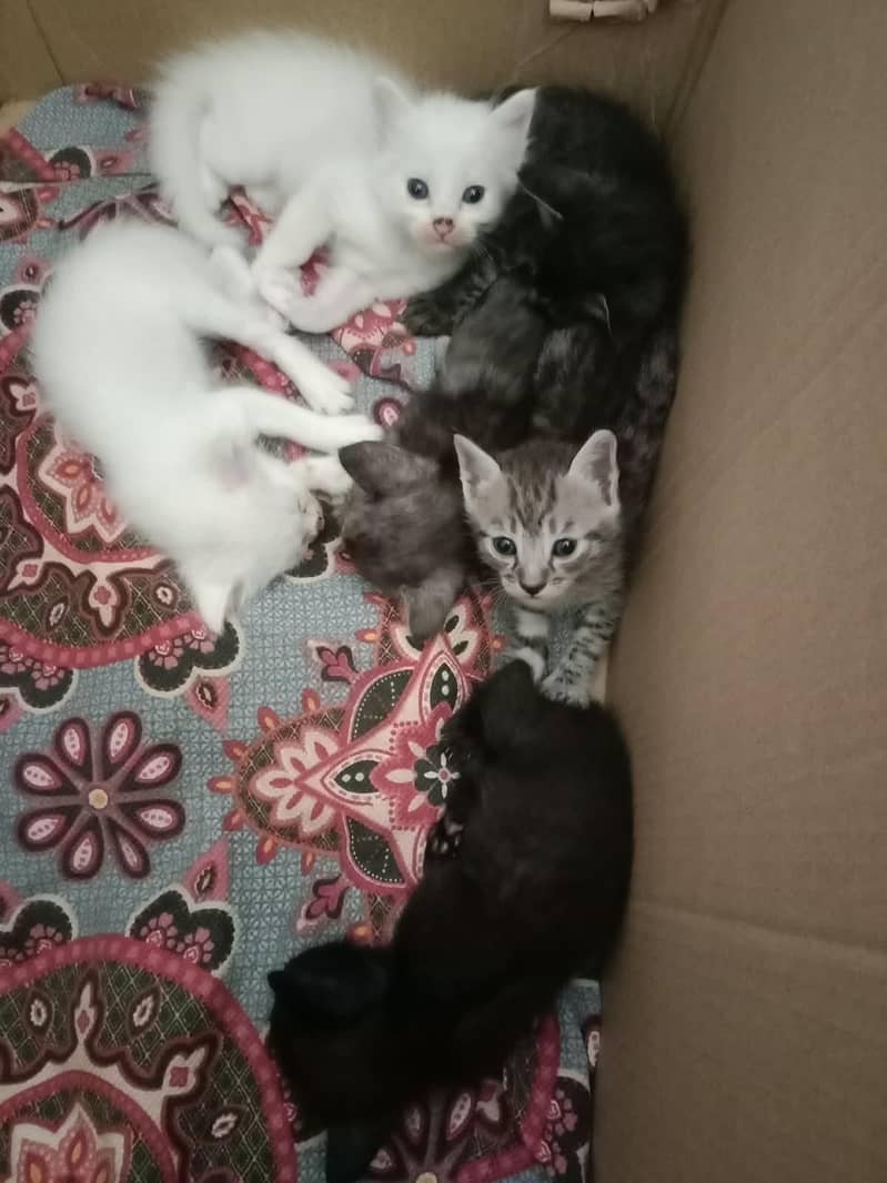 love animals 0