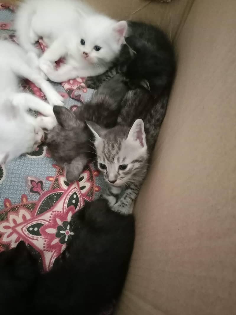 love animals 1