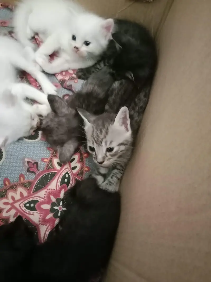 love animals — photo 2