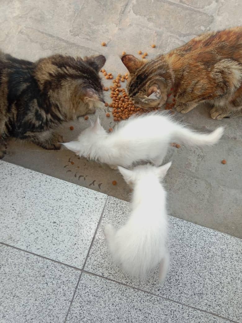 love animals 2