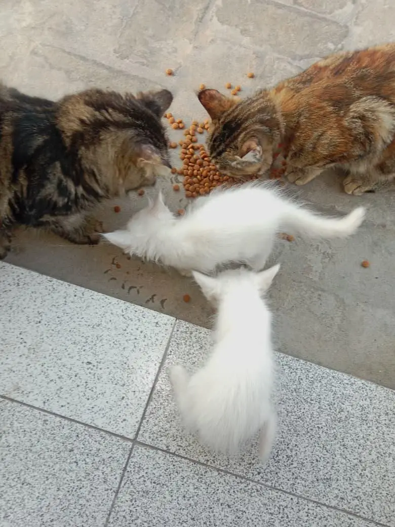love animals — photo 3