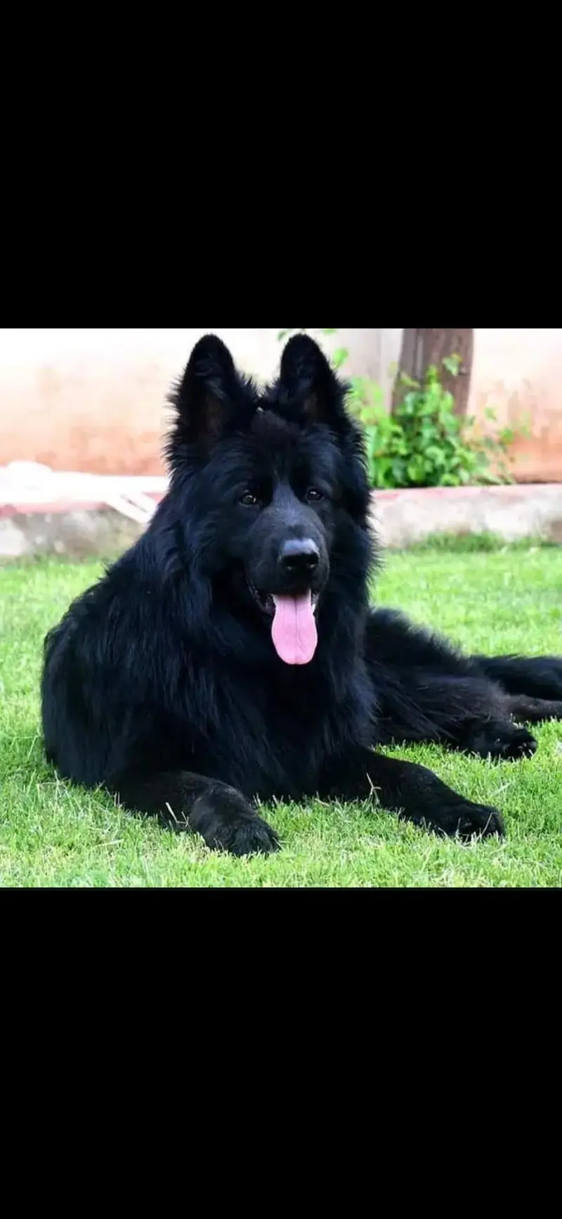 Black German Shepherd Pedigree Male — photo 2