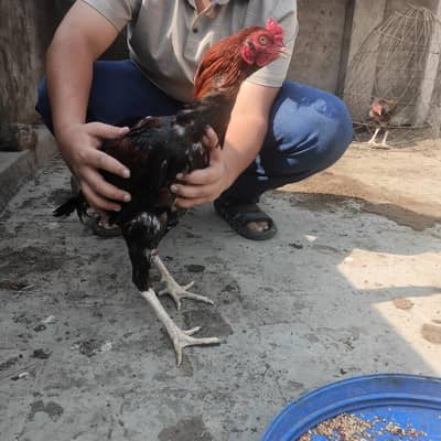 ASEEL SINDHI 1 MALE 4 FEMALE 03351299999