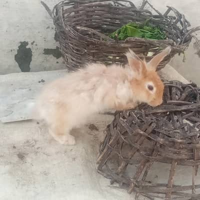 MALE RABBIT FOR SALE IN CHEAP PRICE