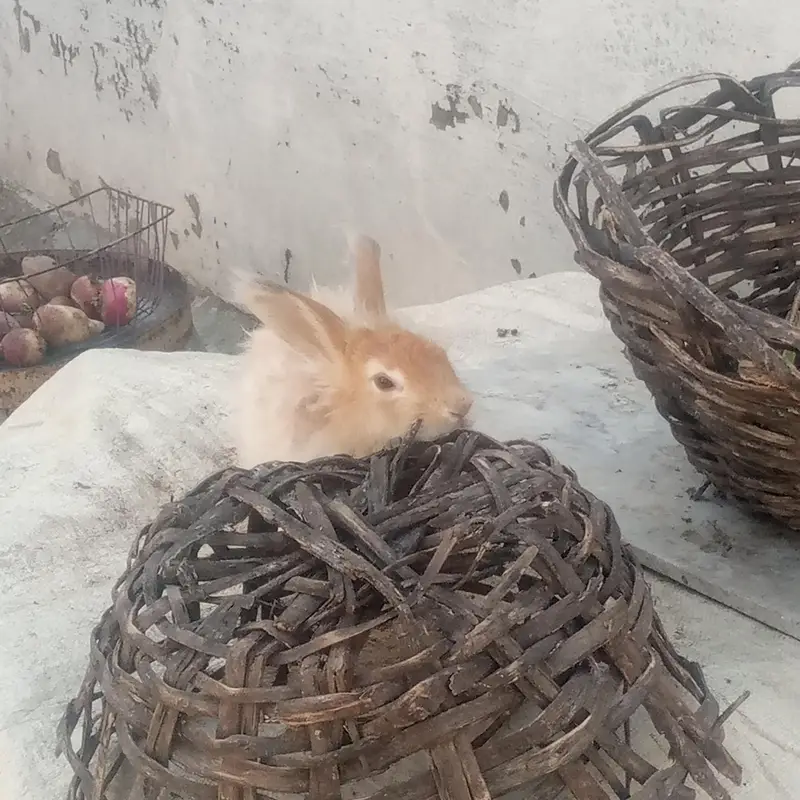 MALE RABBIT FOR SALE IN CHEAP PRICE — photo 2