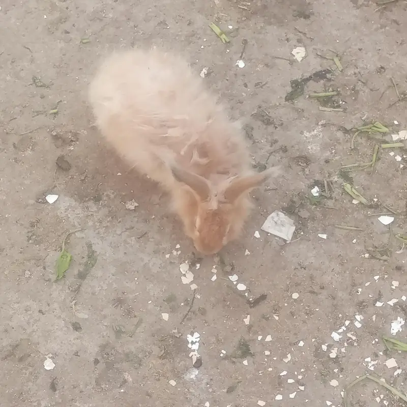 MALE RABBIT FOR SALE IN CHEAP PRICE — photo 3