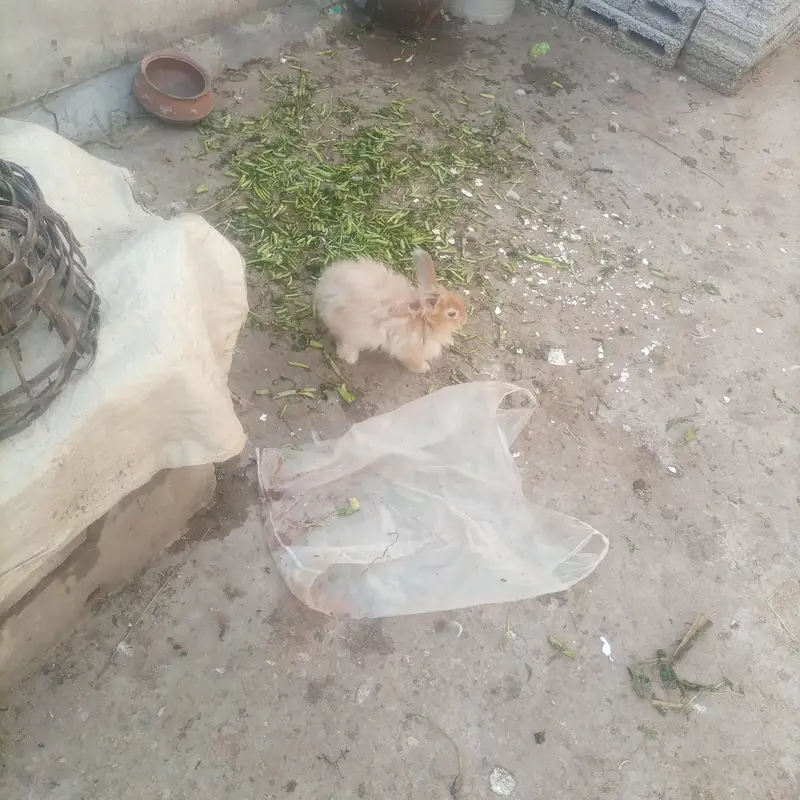 MALE RABBIT FOR SALE IN CHEAP PRICE — photo 4