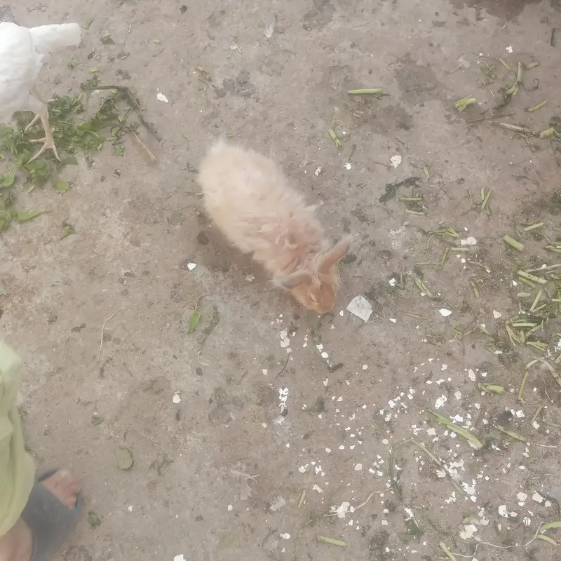 MALE RABBIT FOR SALE IN CHEAP PRICE — photo 5